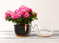 Blumat Classic Automatic Plant Waterer – 1 Pack